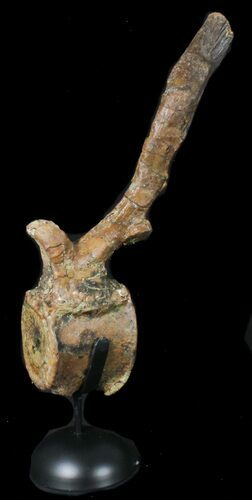 Tall Kritosaurus Caudal Vertebrae - Aguja Formation #38971